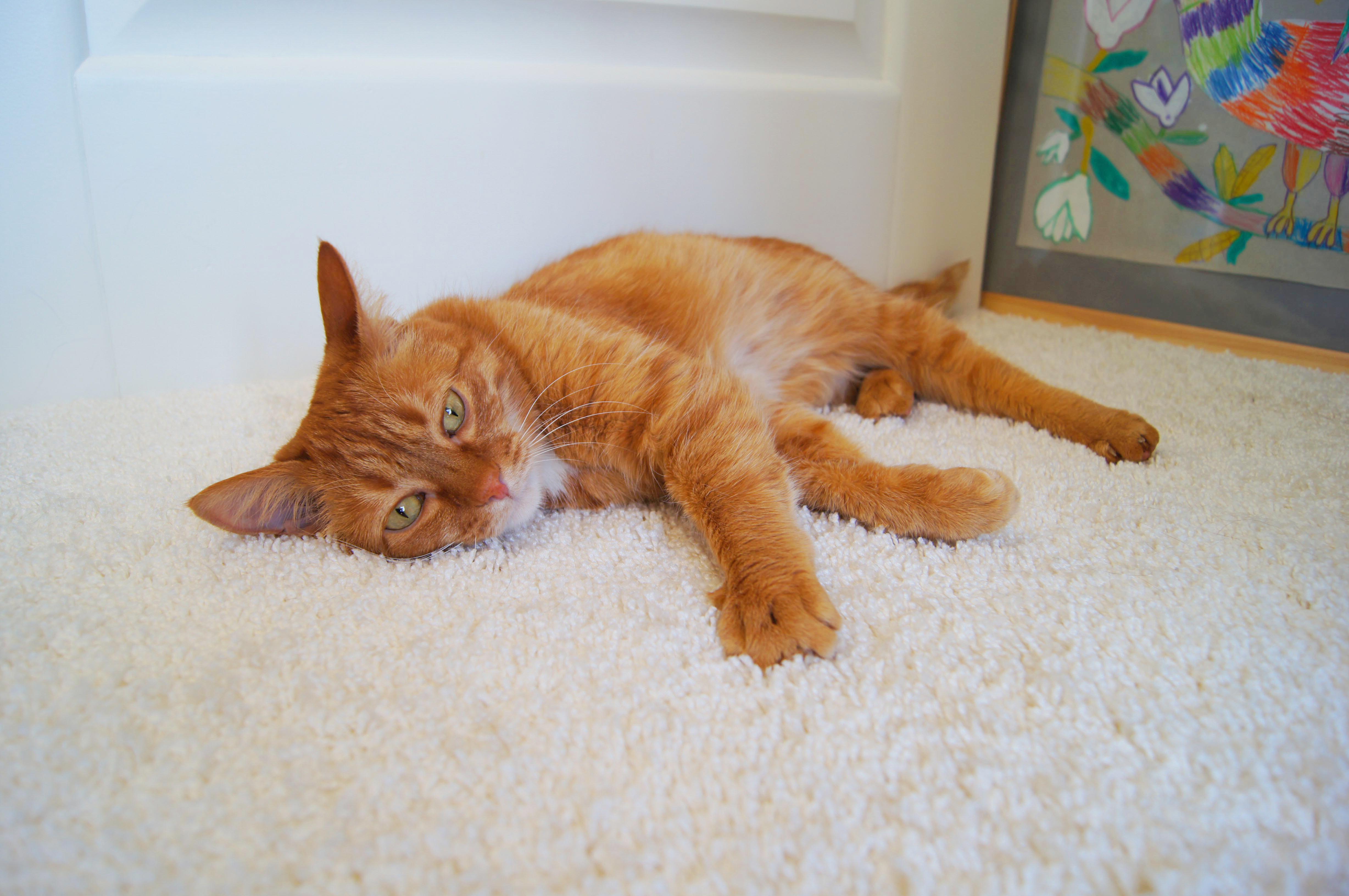 Ковролин "Зартекс" Amarena 140 бежевый (4м) — купить в Уссурийске